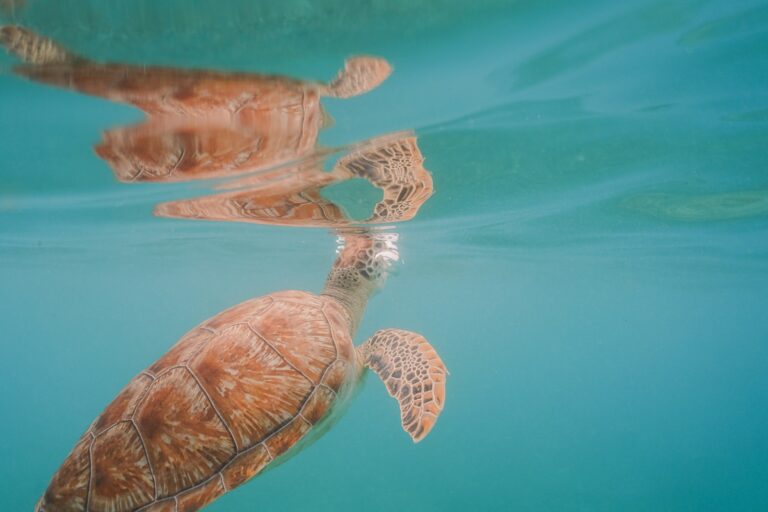LA ISLA DE LAS TORTUGAS